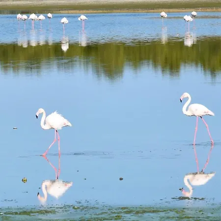 Panoramic Penthouse شقة